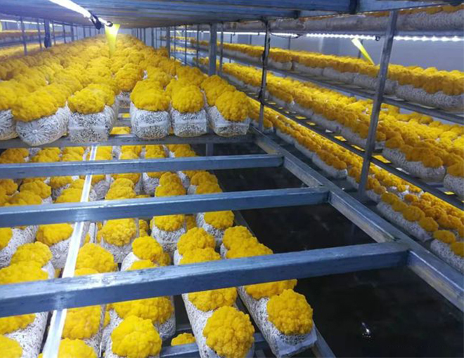 Guide to constructing edible mushroom fruiting rooms