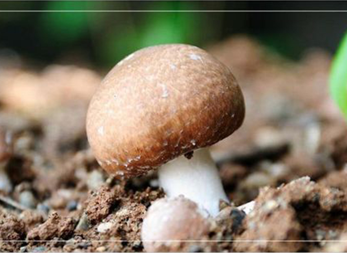 Agaricus Blazei Mushroom Harvesting Technology