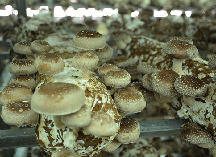Key Points for High Yield of Mushroom Cultivation in Winter