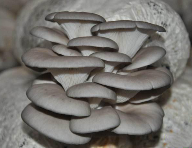 Winter Shiitake Cultivation: Humidity Management