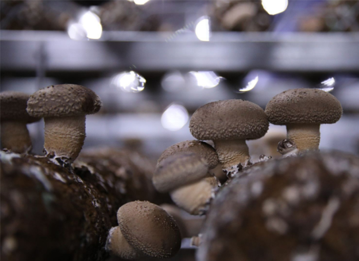 How to Trigger Rapid, Quality Oyster Mushroom Fruiting and Boost Yield?