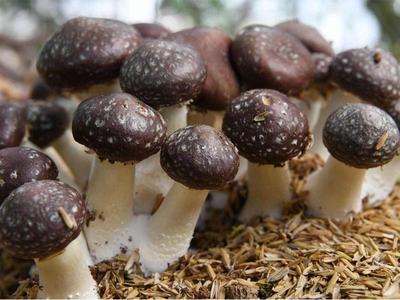 What are the cultivation materials for Stropharia Rugosoannulata?