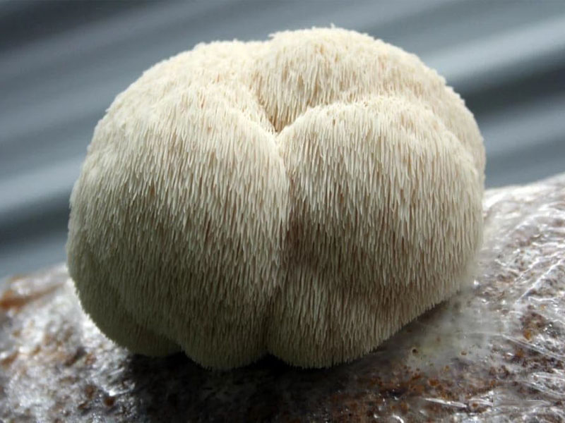 Lion’s Mane Rising: A New Opportunity for Growers