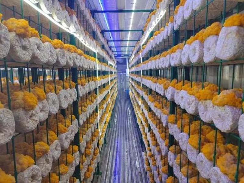 Mushroom Growing Container Project Boosts Yields by 3X