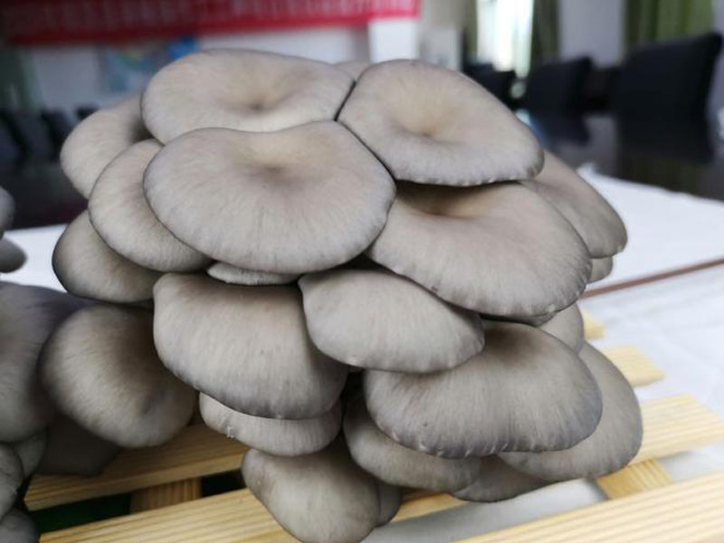 Oyster Mushroom Farming: A Step-by-Step Plant Setup Guide