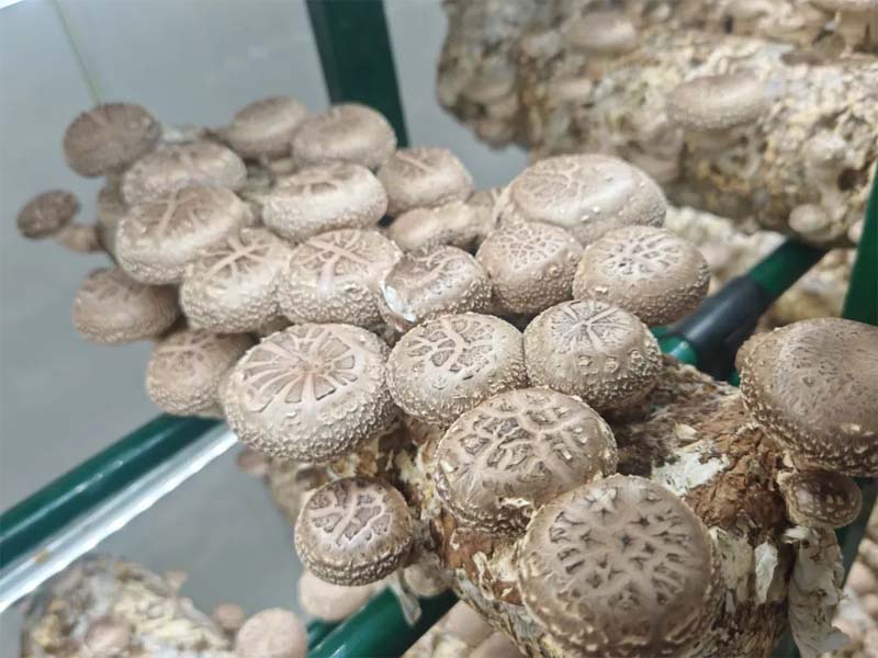 Oyster Mushroom Farming: A Step-by-Step Plant Setup Guide