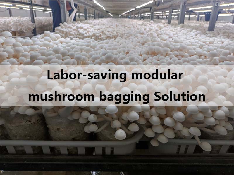 Reduce Labor Without Full Automation Mushroom Bagging Solution