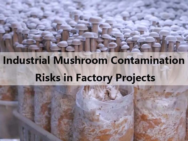 Industrial Mushroom Contamination Risks in Factory Projects