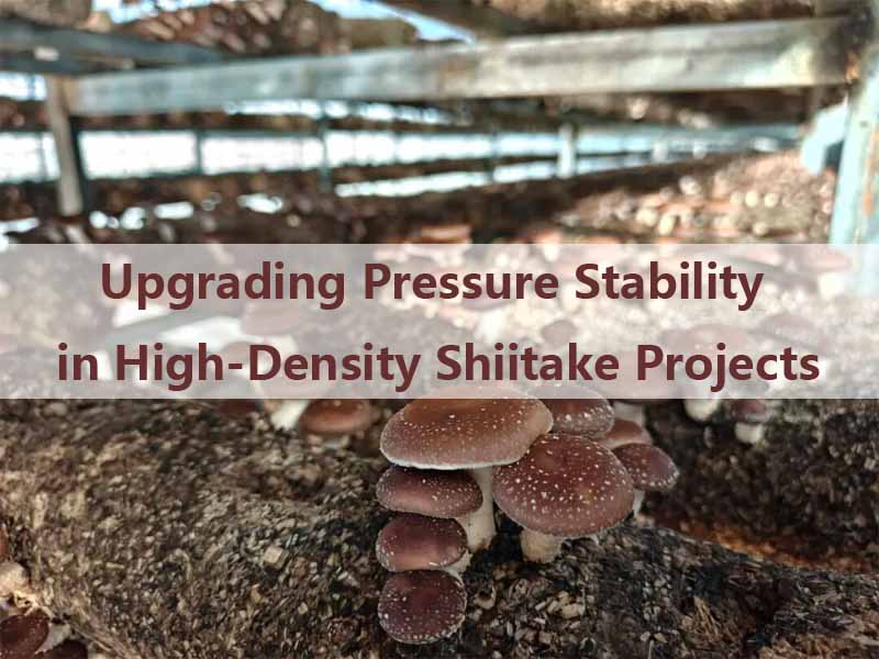Upgrading Pressure Stability in High-Density Shiitake Projects