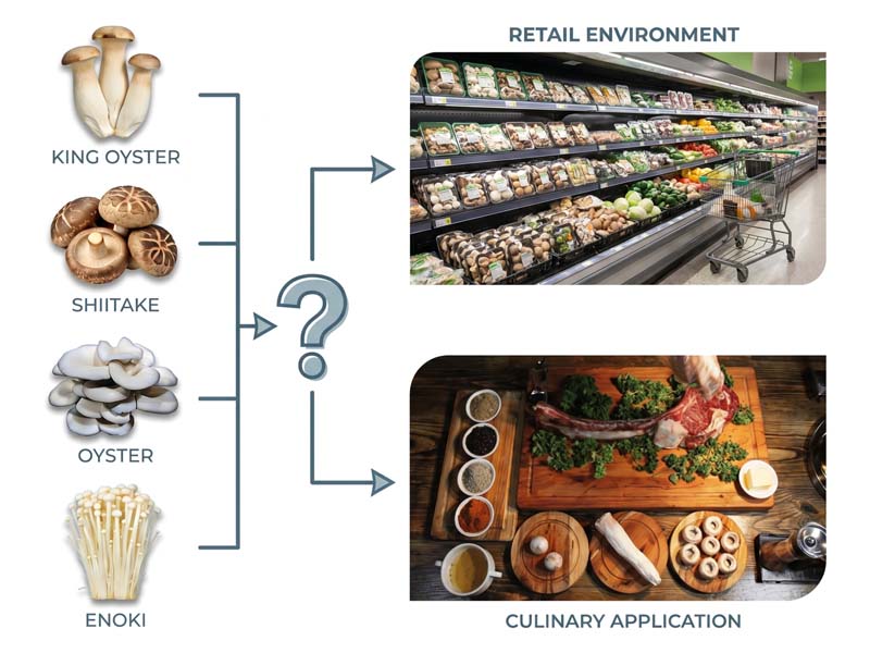 Best Mushrooms to Grow First for Commercial Success