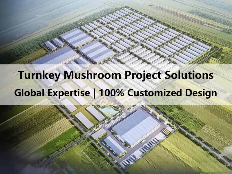 Global Turnkey Solutions for Industrial Mushroom Factory Projects